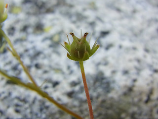 Saxifraga aspera