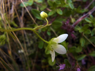 Saxifraga aspera