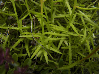 Saxifraga aspera