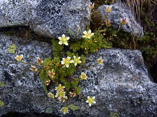 Saxifraga bryoides