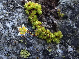 Saxifraga bryoides