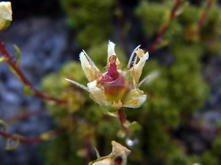 Saxifraga bryoides