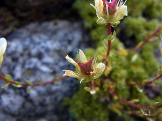 Saxifraga bryoides