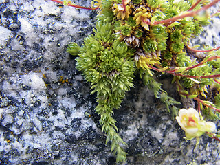 Saxifraga bryoides