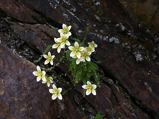 Saxifraga bryoides