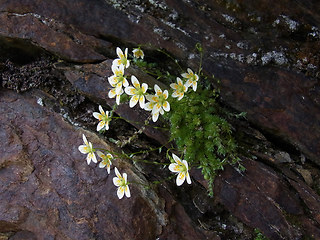 Saxifraga bryoides