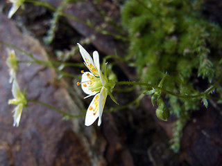 Saxifraga bryoides