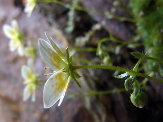 Saxifraga bryoides