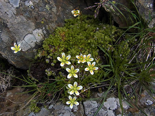 Saxifraga bryoides