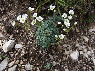 Saxifraga caesia