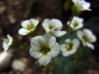 Saxifraga caesia