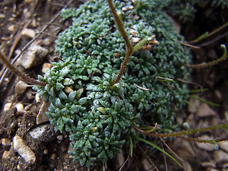 Saxifraga caesia