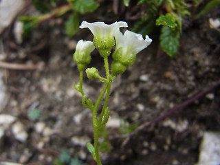 Saxifraga caesia