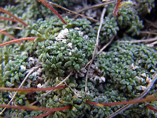 Saxifraga caesia