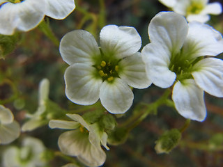 Saxifraga caesia