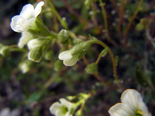 Saxifraga caesia