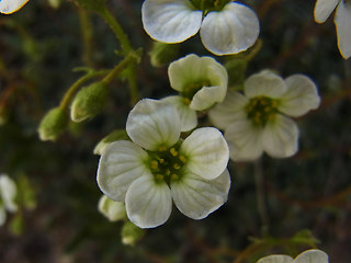 Saxifraga caesia