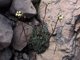 Saxifraga crustata