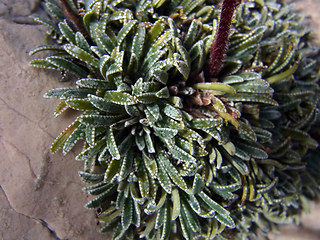 Saxifraga crustata