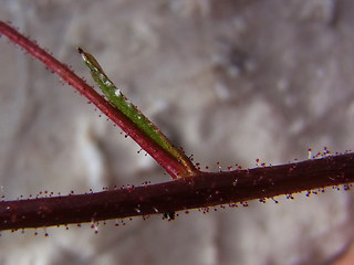 Saxifraga crustata