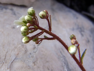 Saxifraga crustata