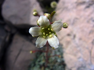 Saxifraga crustata