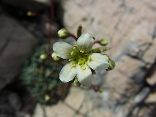 Saxifraga crustata