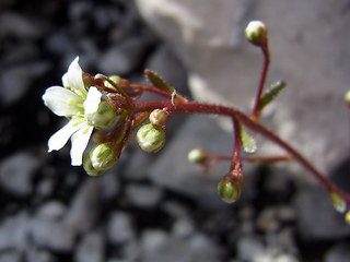 Saxifraga crustata