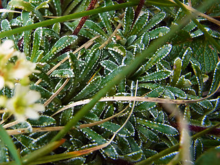 Saxifraga crustata