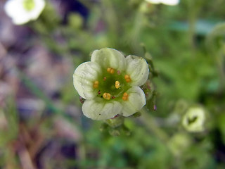 Saxifraga exarata