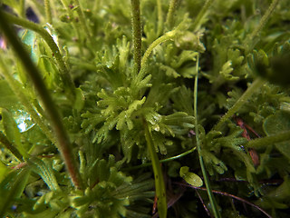 Saxifraga exarata