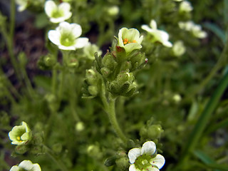 Saxifraga exarata