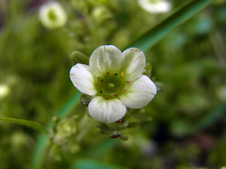 Saxifraga exarata