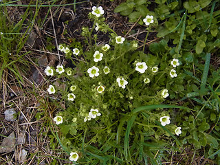 Saxifraga exarata