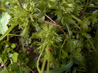 Saxifraga exarata