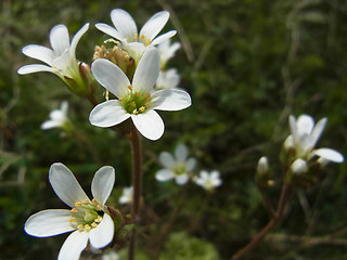 Saxifraga granulata