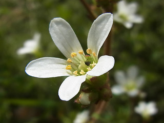 Saxifraga granulata