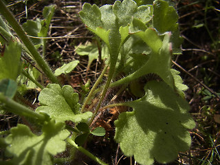 Saxifraga granulata