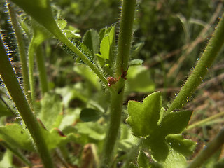 Saxifraga granulata