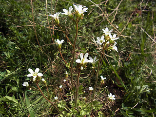 Saxifraga granulata