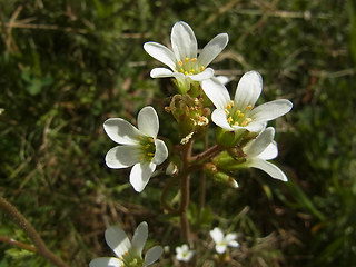 Saxifraga granulata