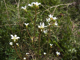 Saxifraga granulata