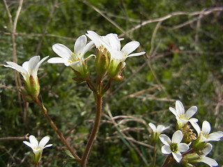 Saxifraga granulata