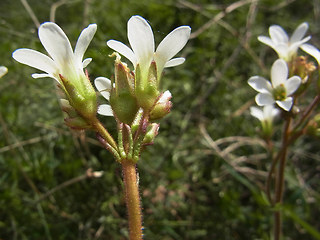 Saxifraga granulata