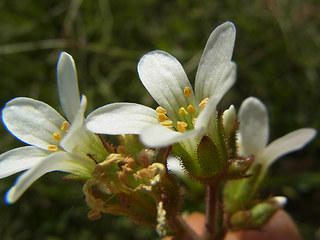 Saxifraga granulata