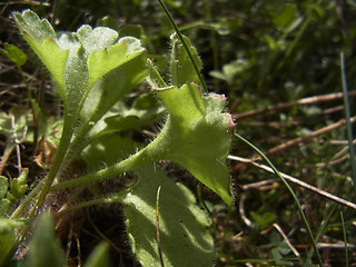 Saxifraga granulata