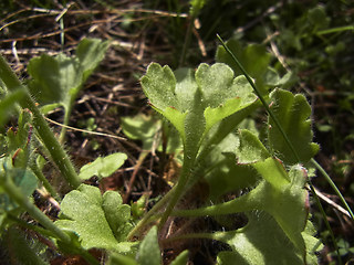 Saxifraga granulata