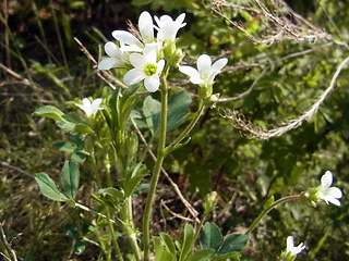 Saxifraga granulata