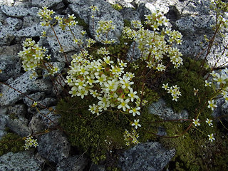 Saxifraga paniculata