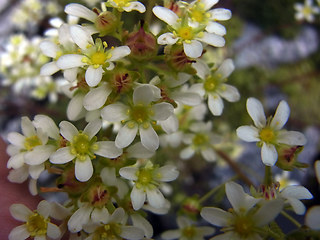 Saxifraga paniculata